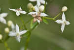 False baby's breath